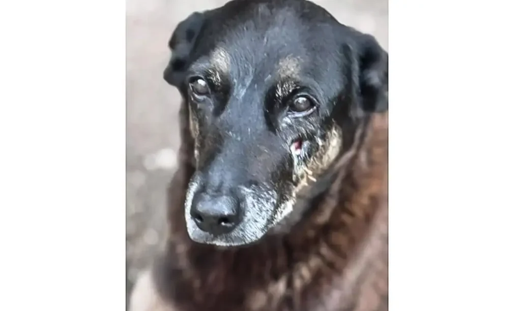 Caso Orelha: o que se sabe até agora sobre a morte do cão em SC